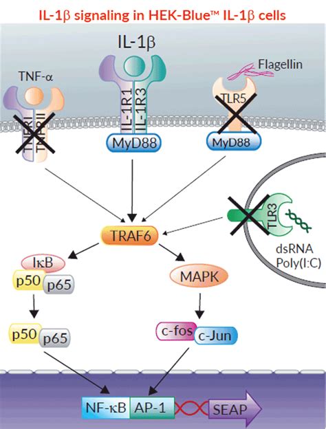 interleukin 1 beta|IL1B Gene .